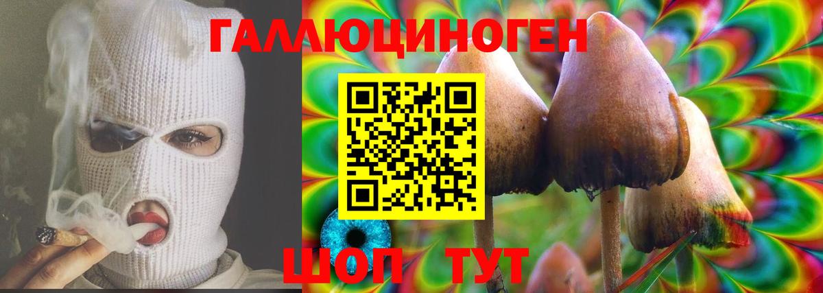 Галлюциногенные грибы Psilocybe  Кирово-Чепецк 